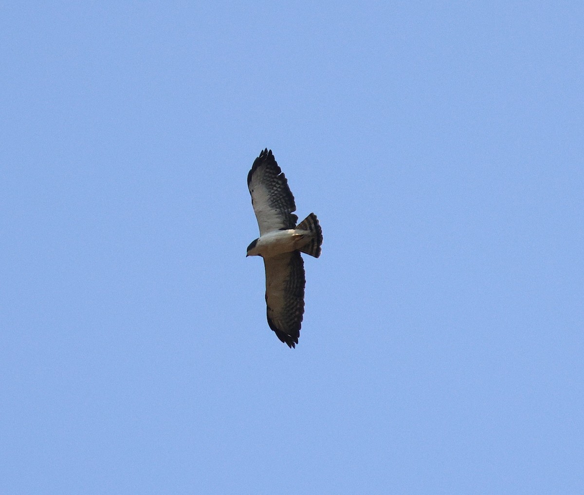 Kısa Kuyruklu Şahin - ML645672533