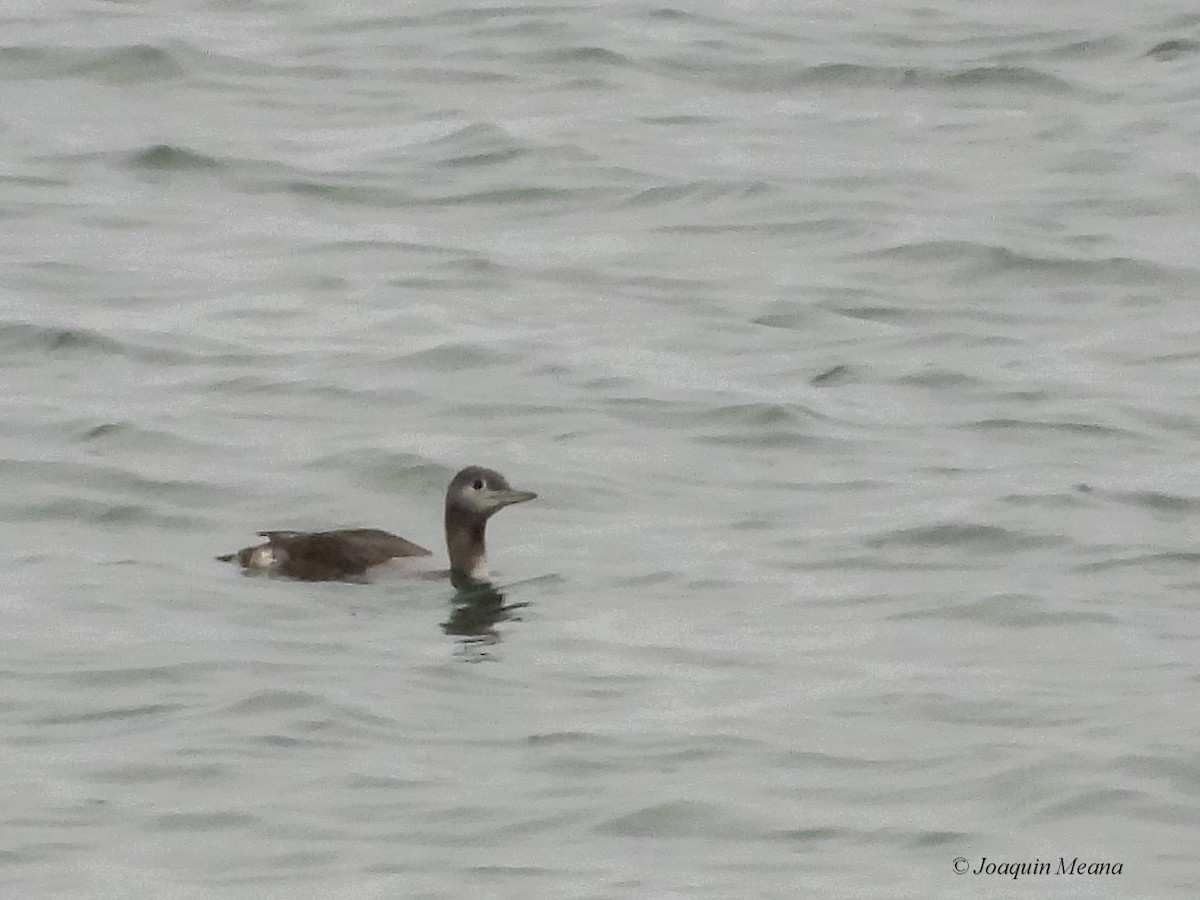 Red-throated Loon - ML645672534