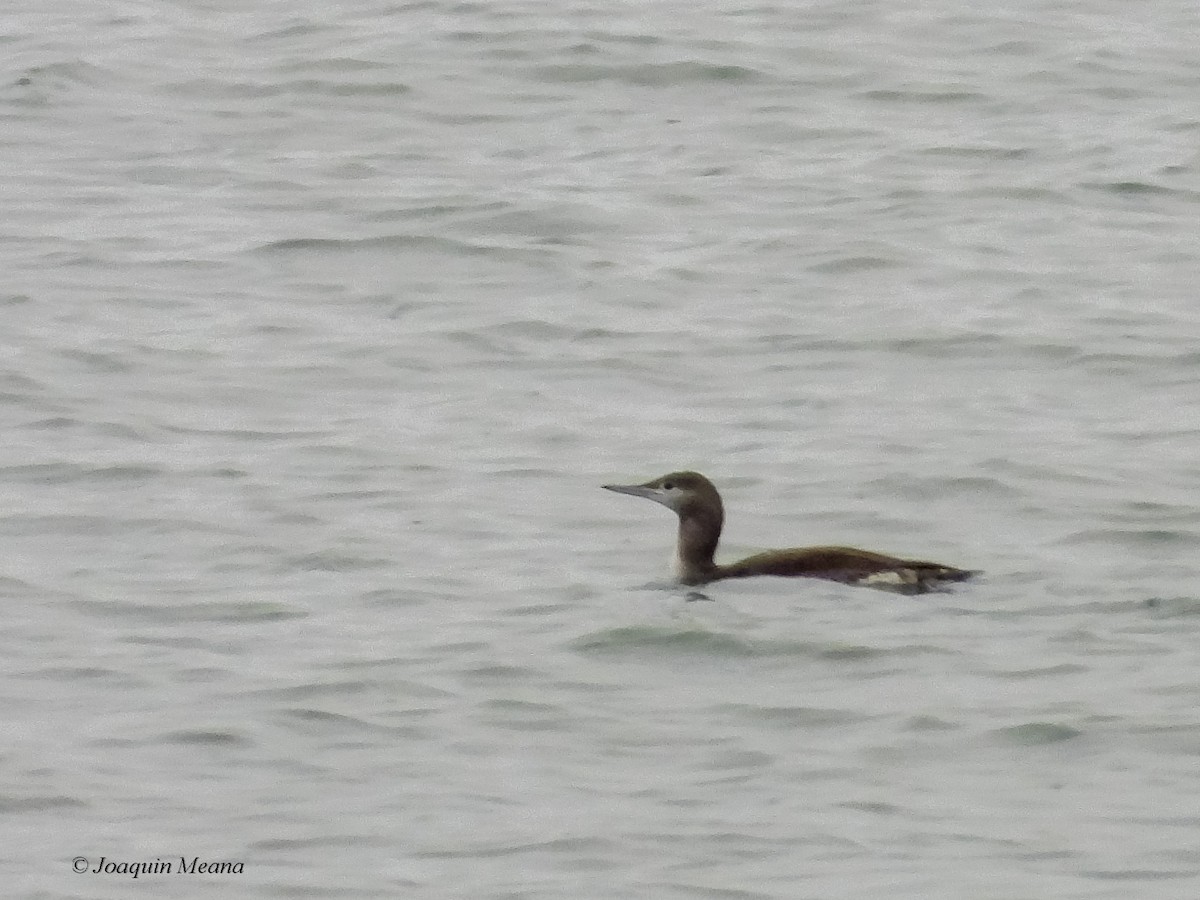 Red-throated Loon - ML645672535