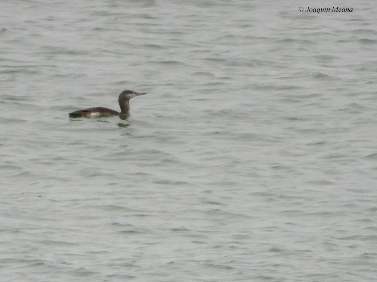 Red-throated Loon - ML645672536