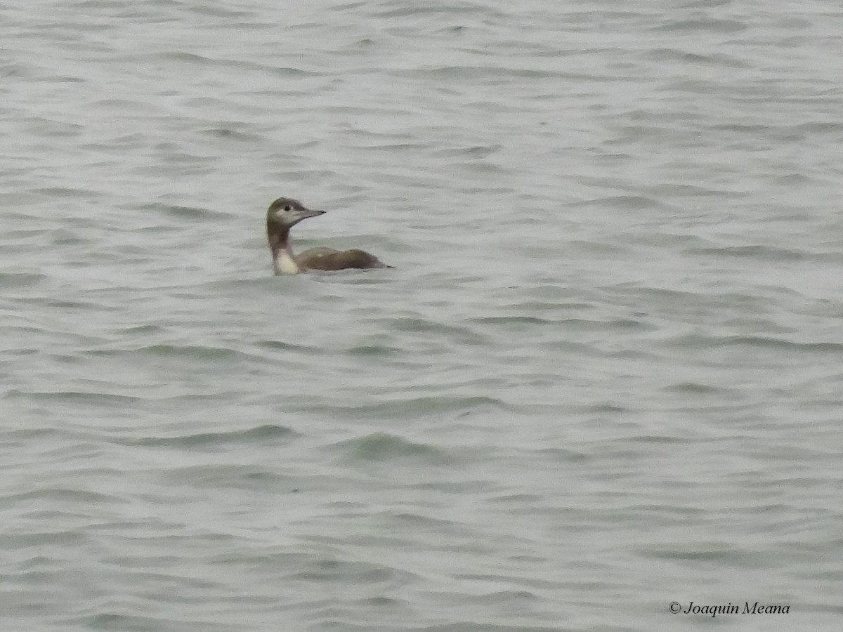 Red-throated Loon - ML645672537