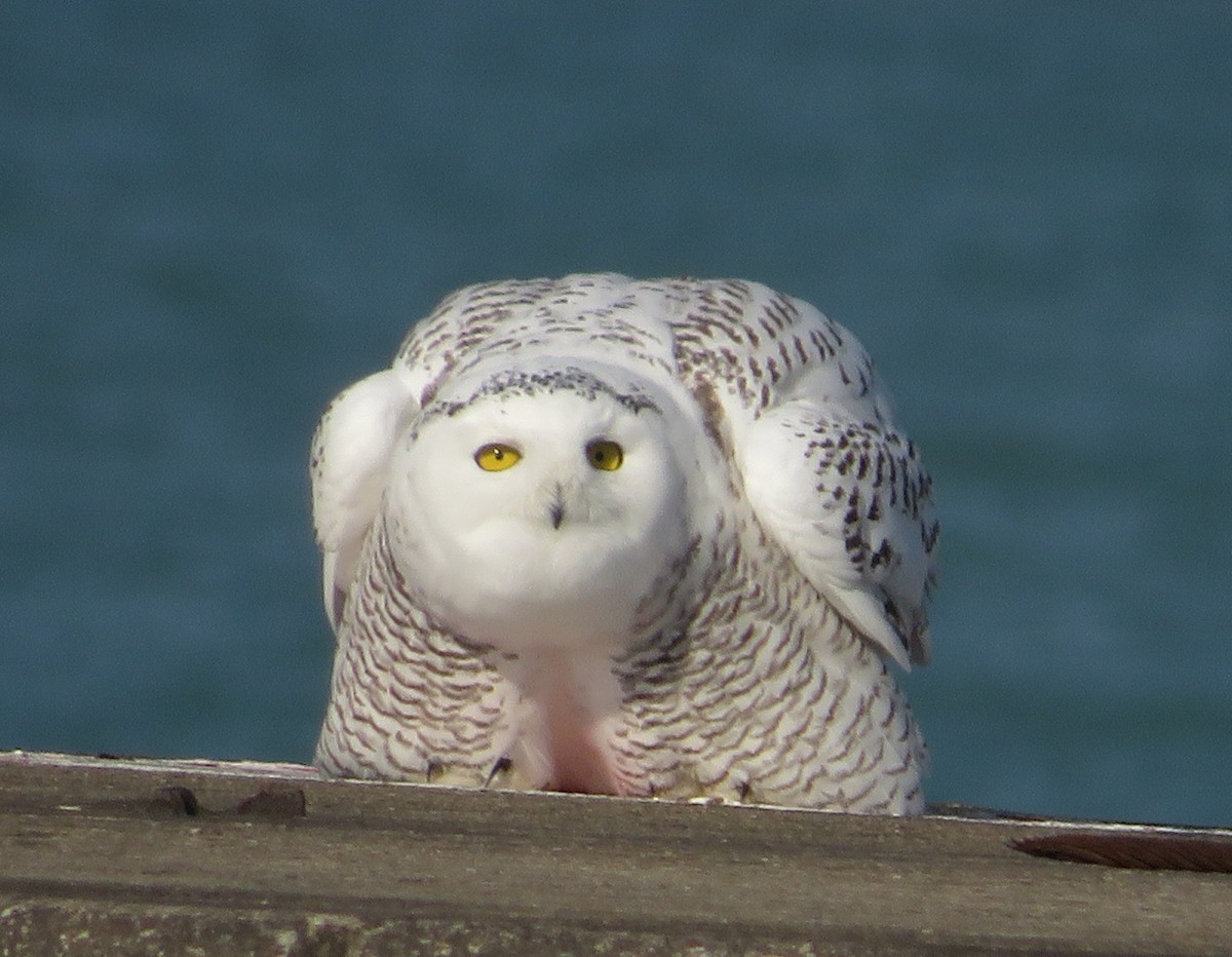 Snowy Owl - ML645672541
