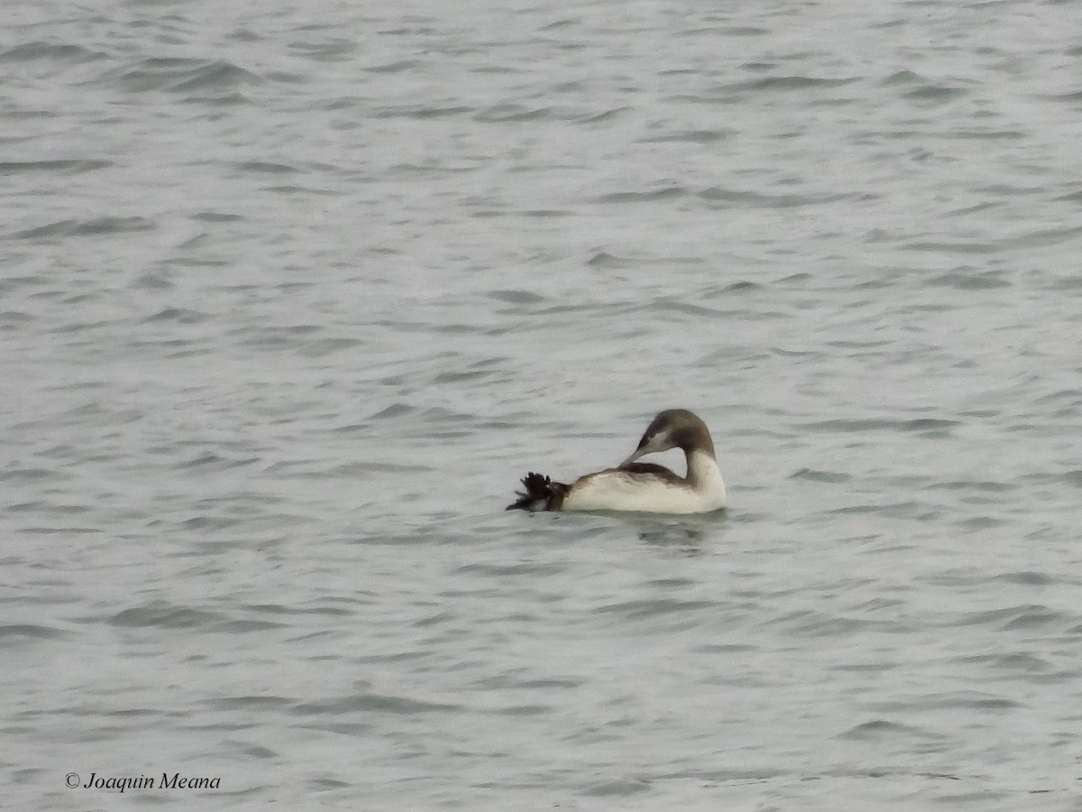 Red-throated Loon - ML645672545