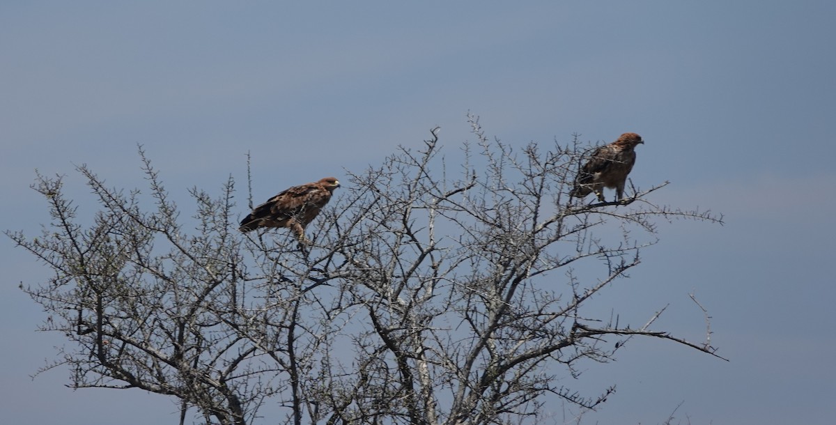 Tawny Eagle - ML645672552