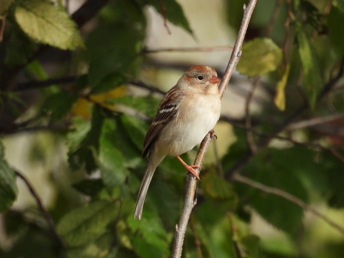 Field Sparrow - ML645672557