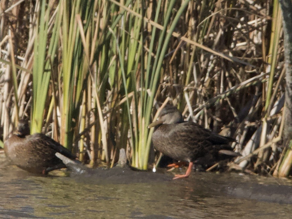 American Black Duck - ML645672565