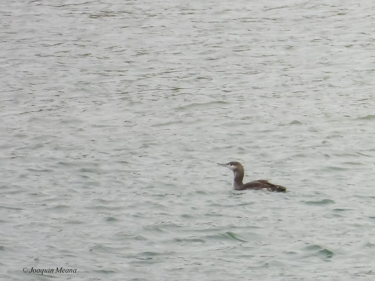 Red-throated Loon - ML645672566
