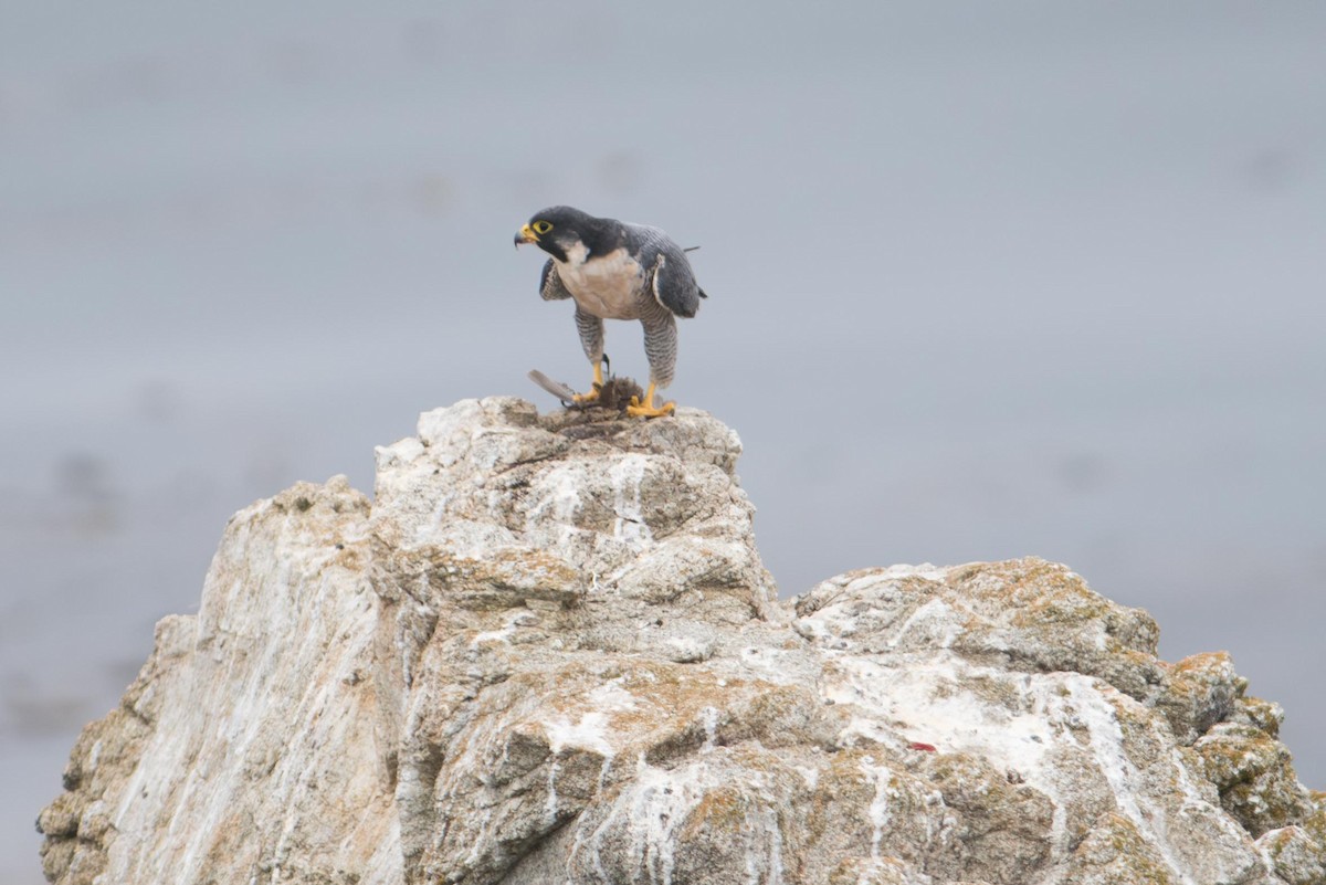 Peregrine Falcon - ML645672570