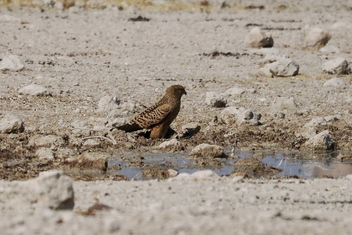 Cernícalo Ojiblanco - ML645672572