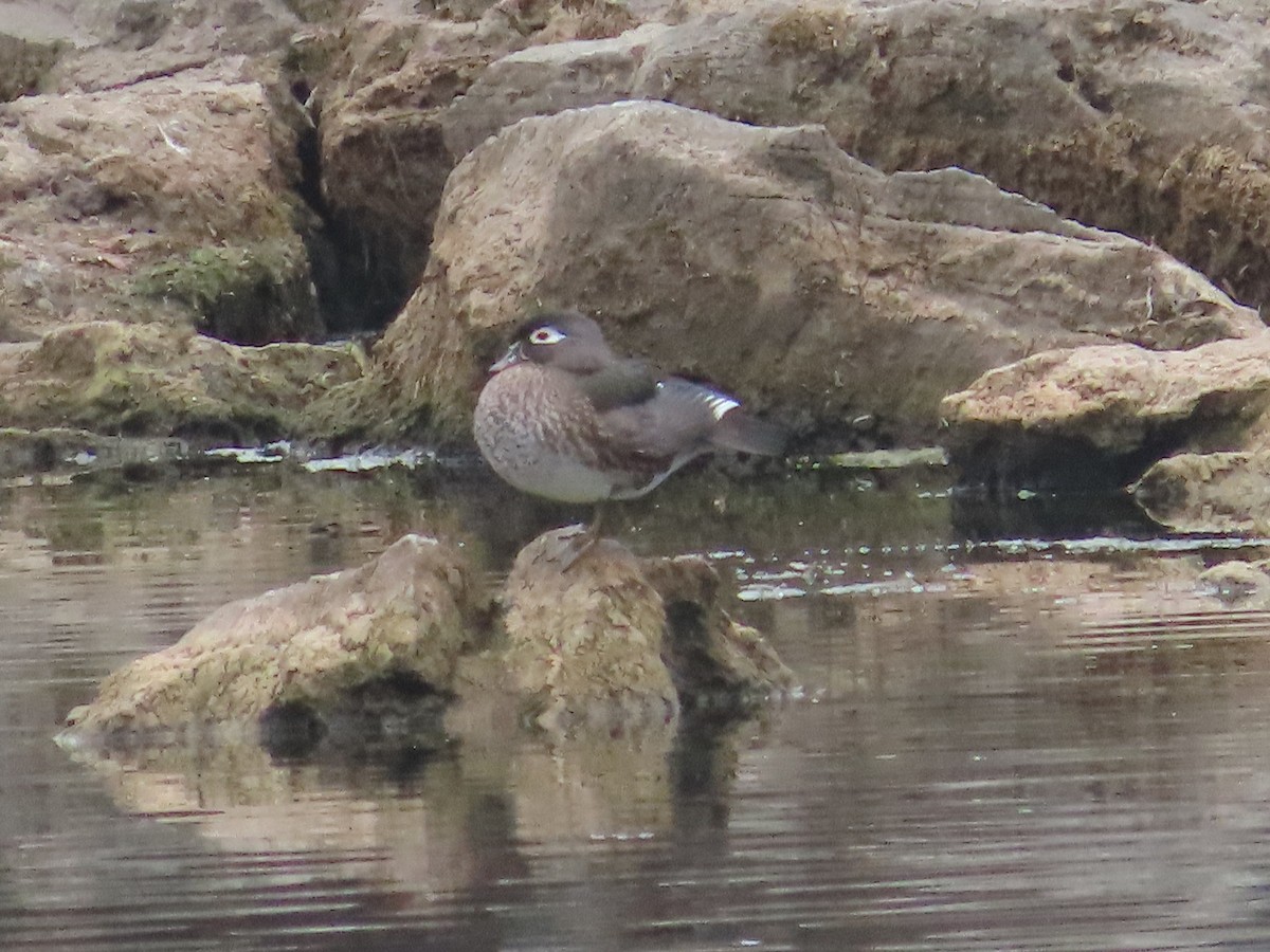Wood Duck - ML645672573