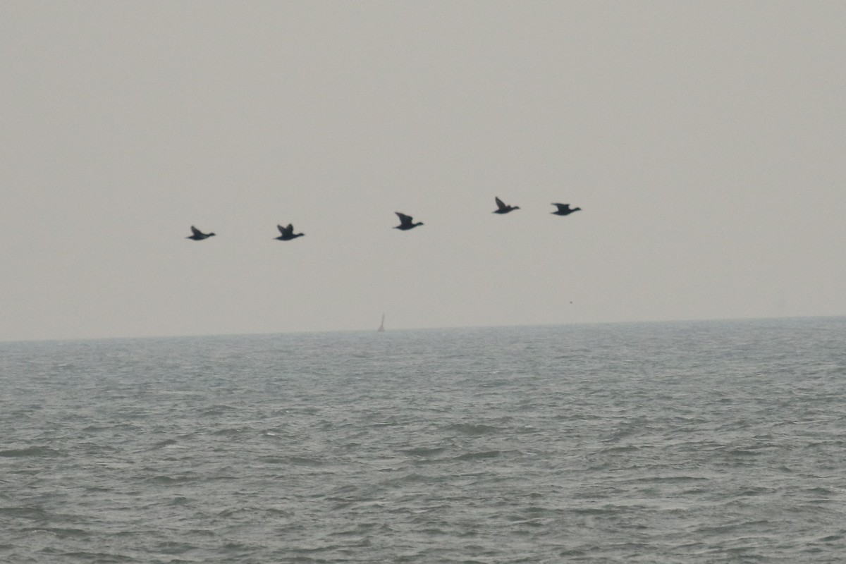 ヨーロッパクロガモ - ML645672575