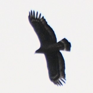 Culebrera Chiíla - ML645672576