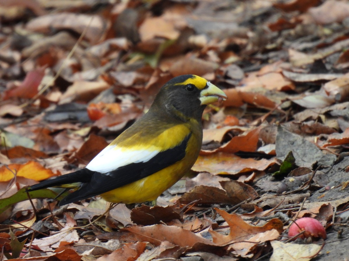 Evening Grosbeak (Eastern or type 3) - ML645672577
