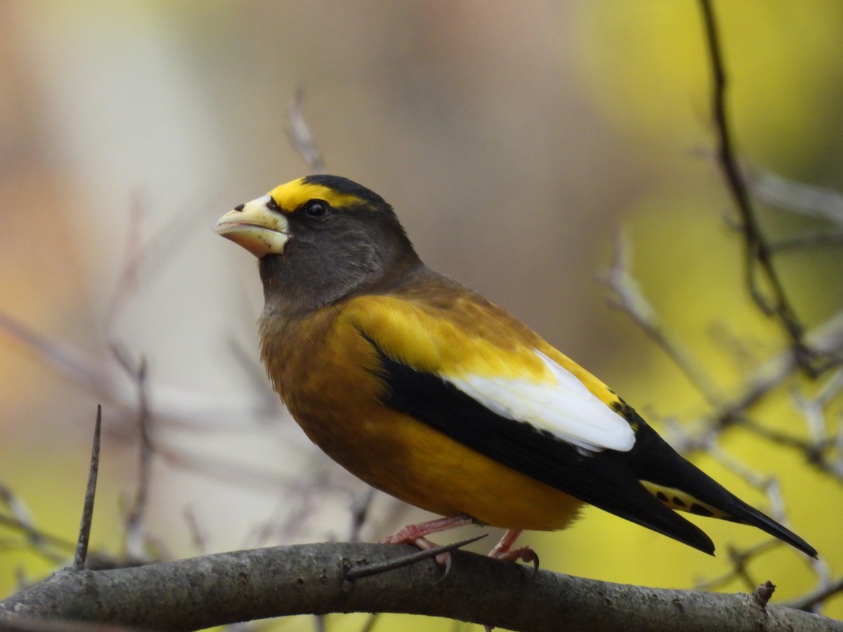 Evening Grosbeak (Eastern or type 3) - ML645672579