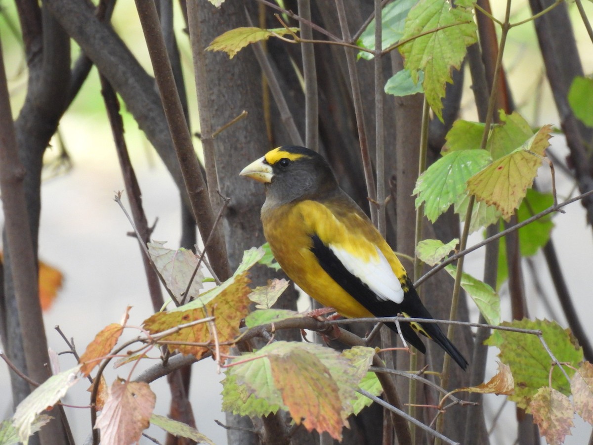 Evening Grosbeak (Eastern or type 3) - ML645672580