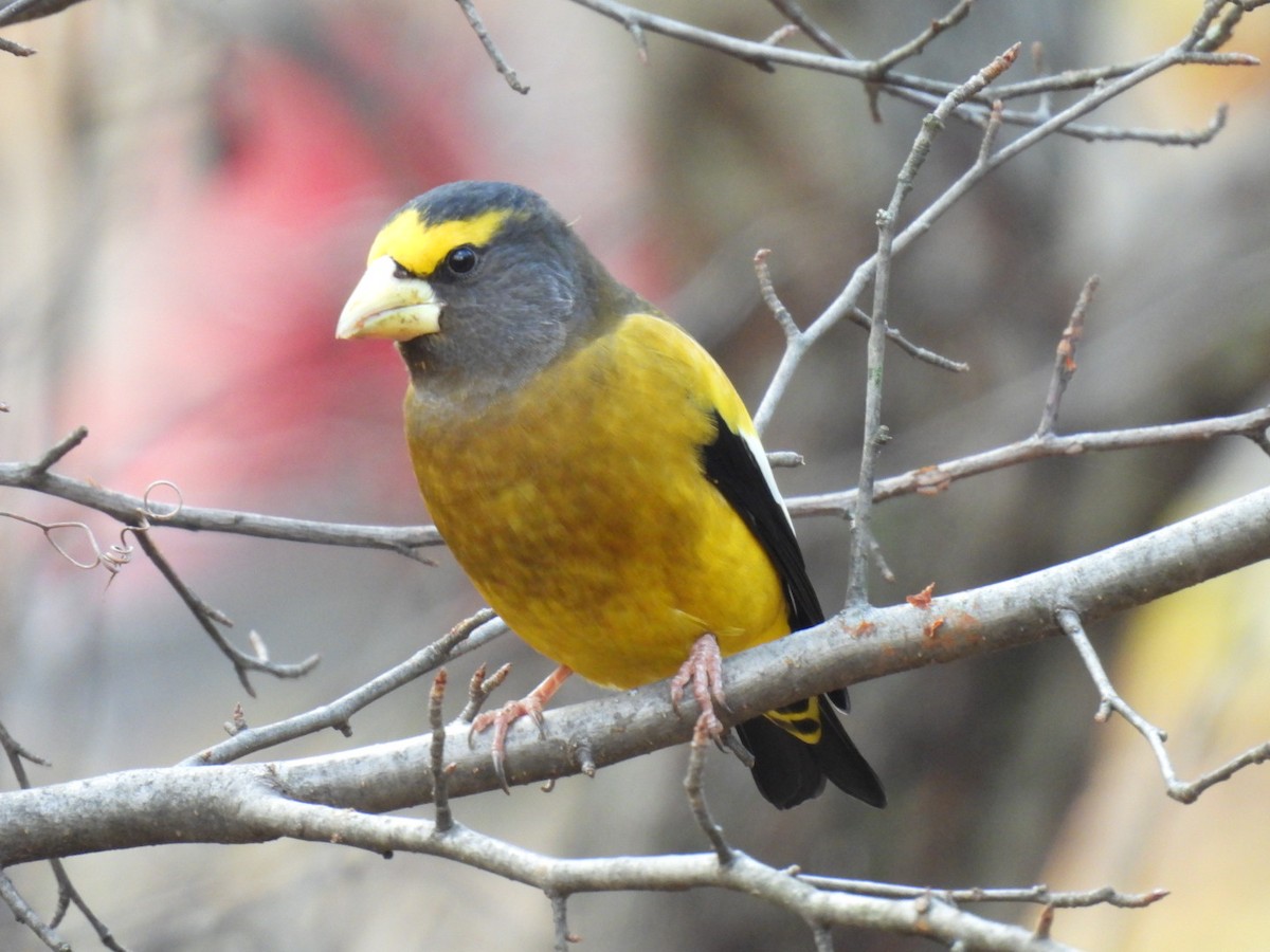Evening Grosbeak (Eastern or type 3) - ML645672581