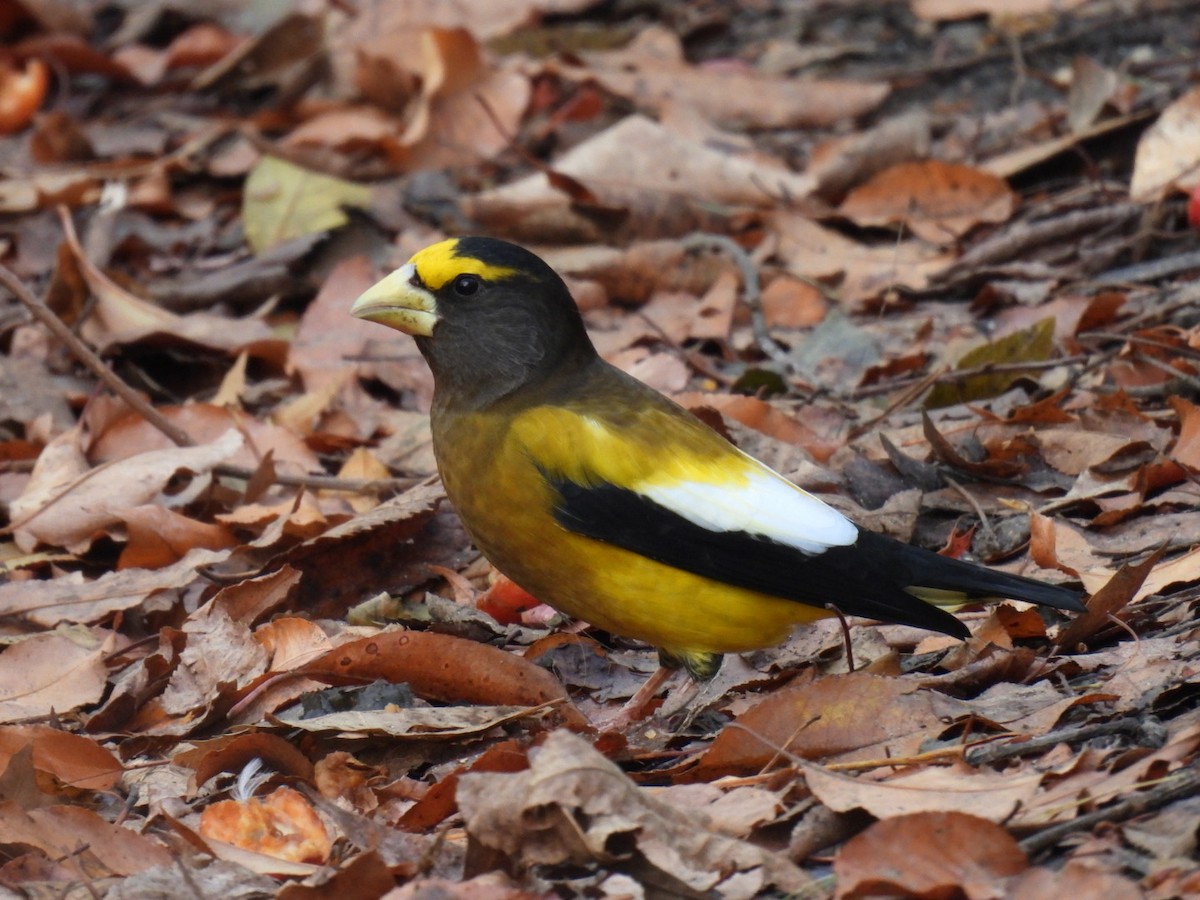 Evening Grosbeak (Eastern or type 3) - ML645672582