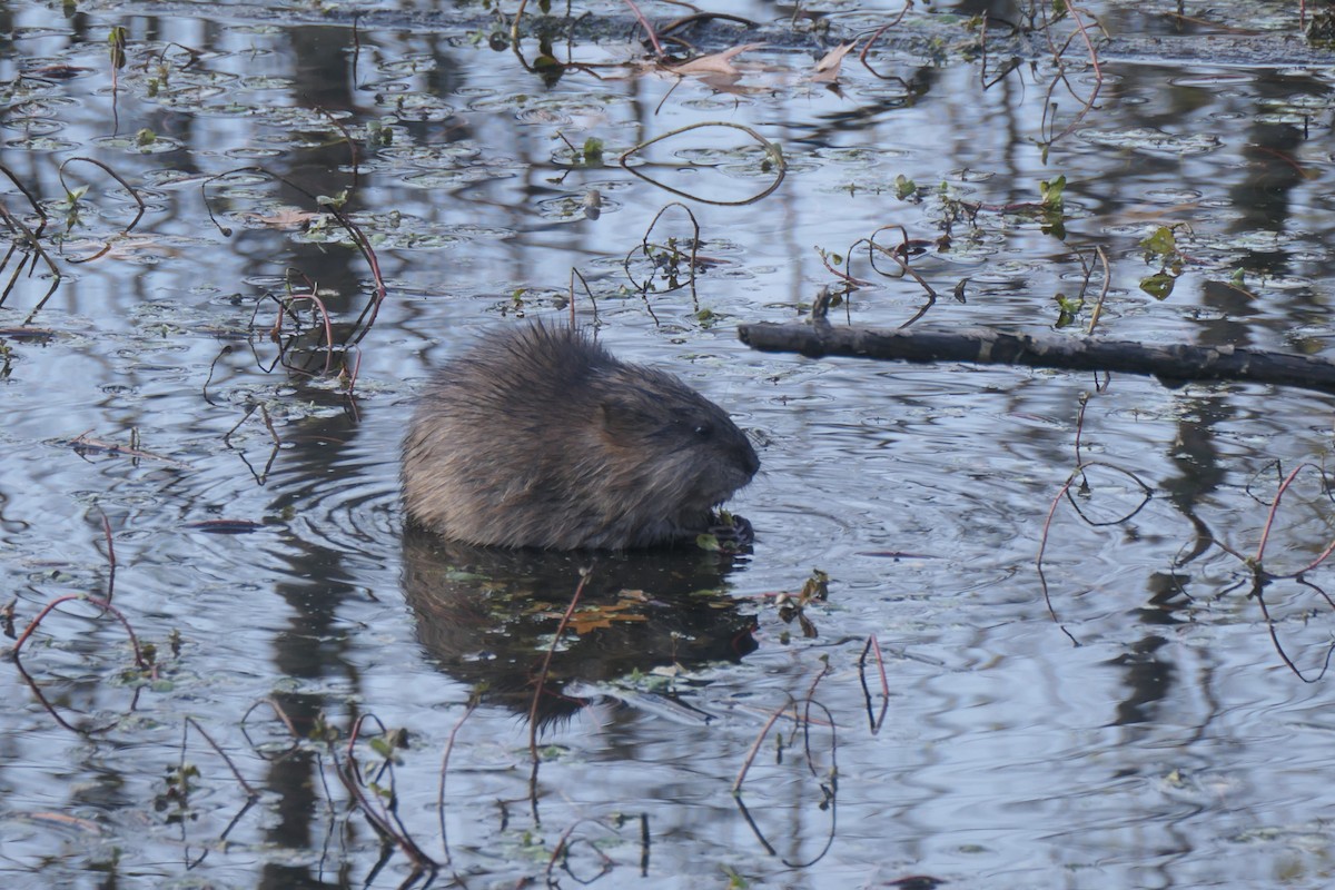Muskrat - ML645672584