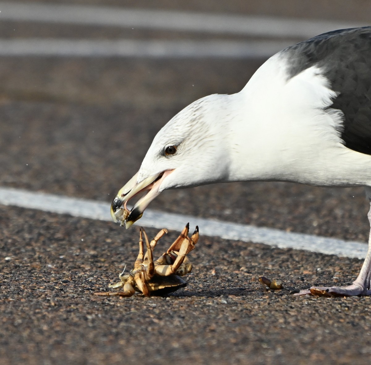 Great Black-backed Gull - ML645672587