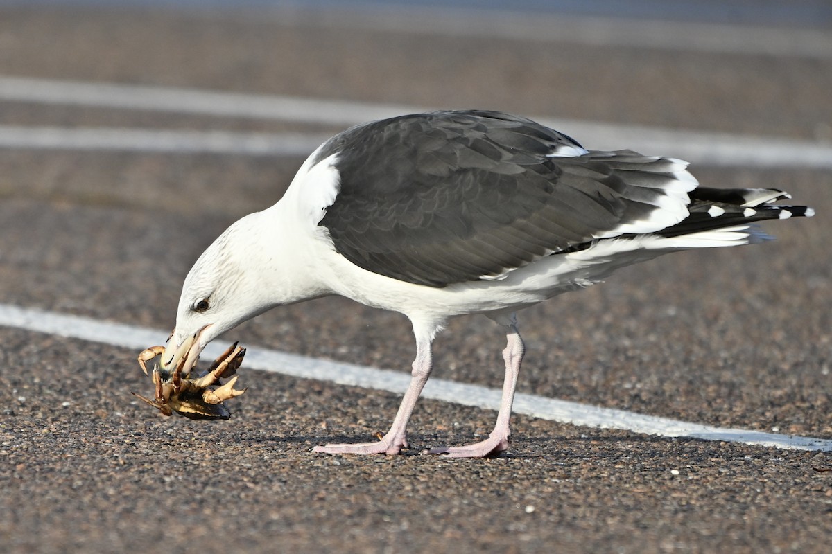 Great Black-backed Gull - ML645672588