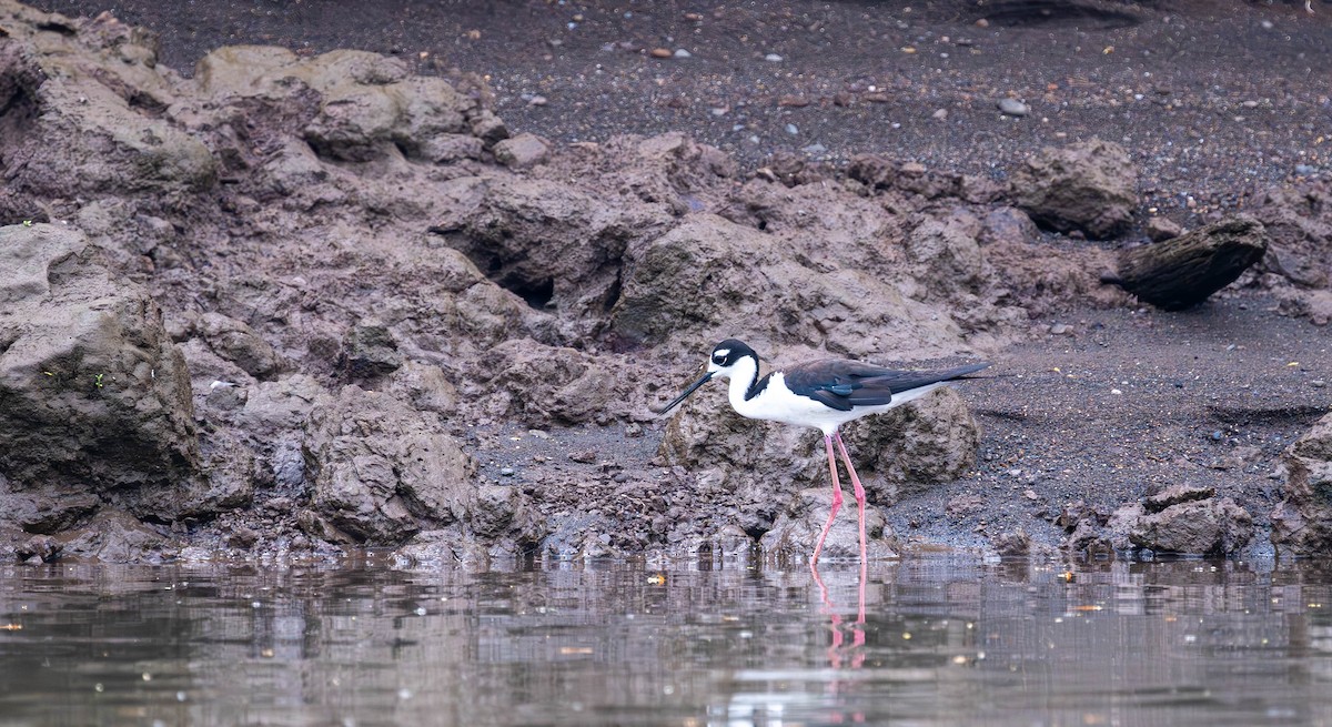Black-necked Stilt - ML645672592