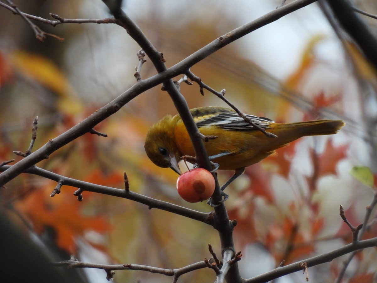 Baltimore Oriole - ML645672593