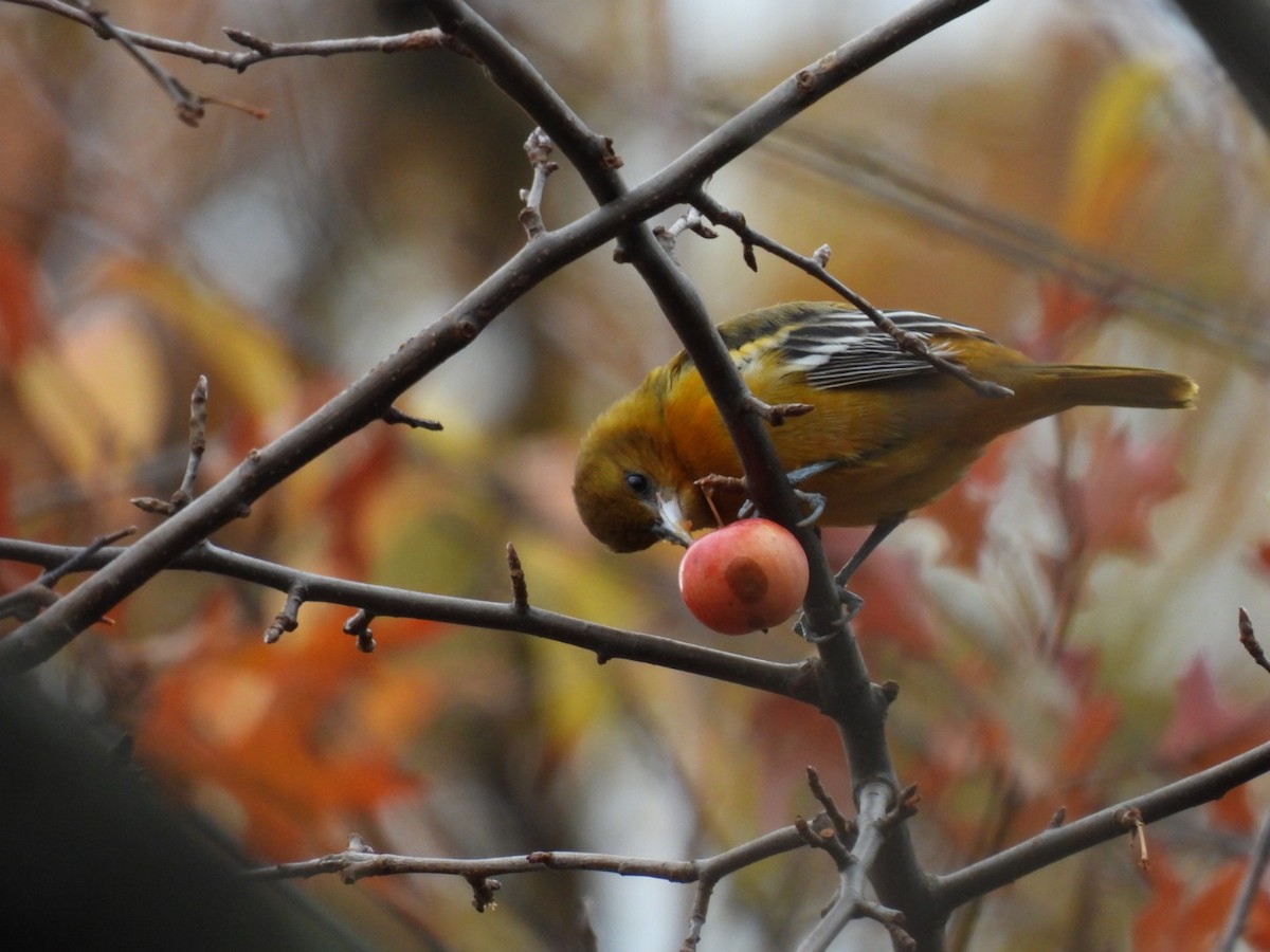Baltimore Oriole - ML645672595