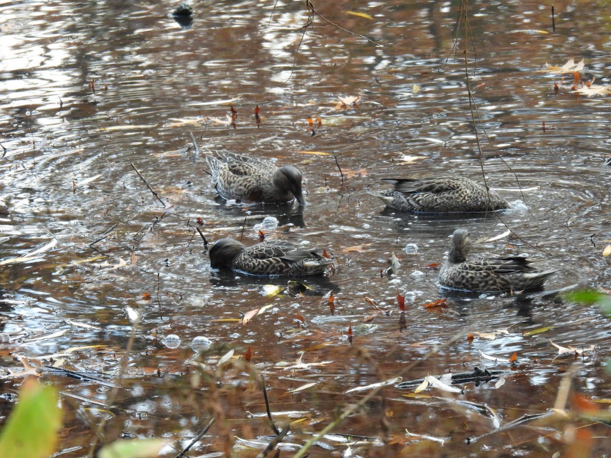 Green-winged Teal (American) - ML645672598