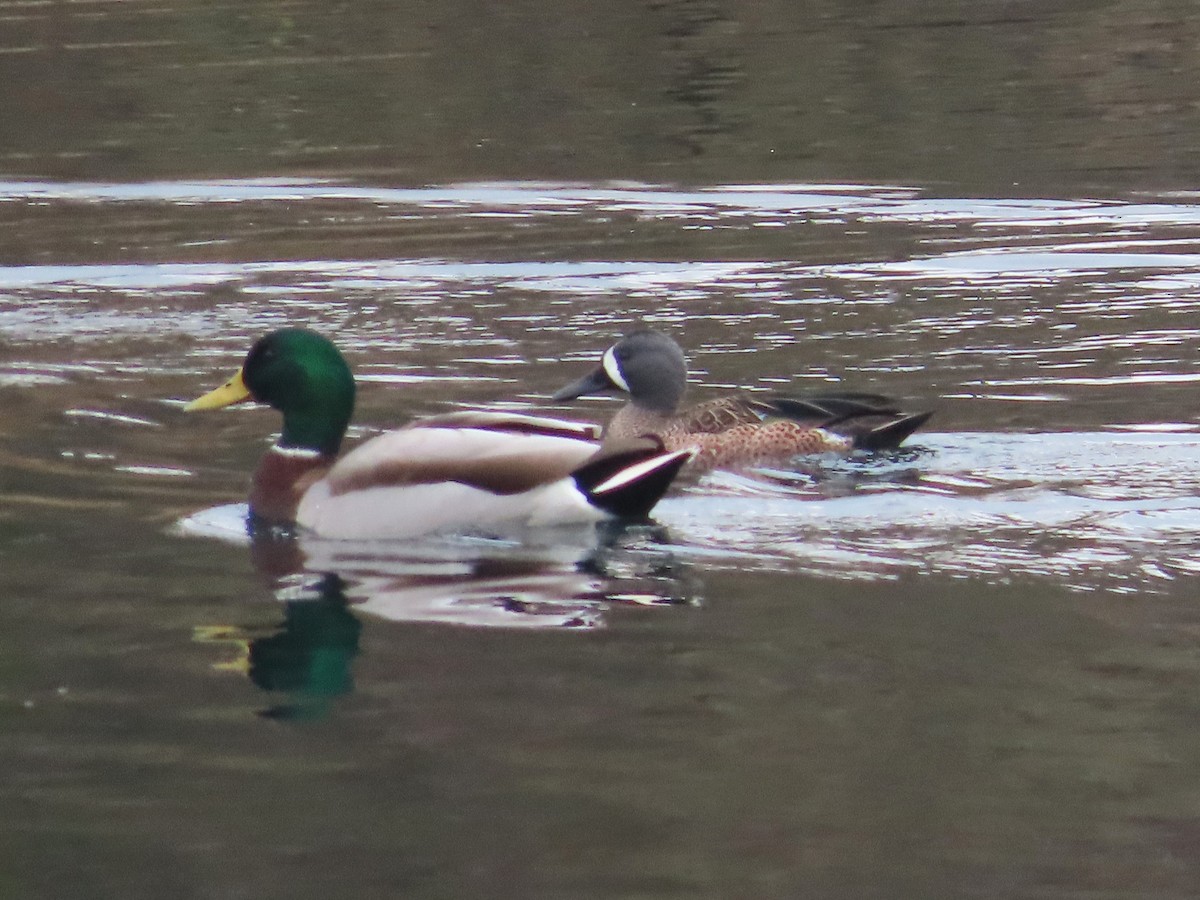 Blue-winged Teal - ML645672601