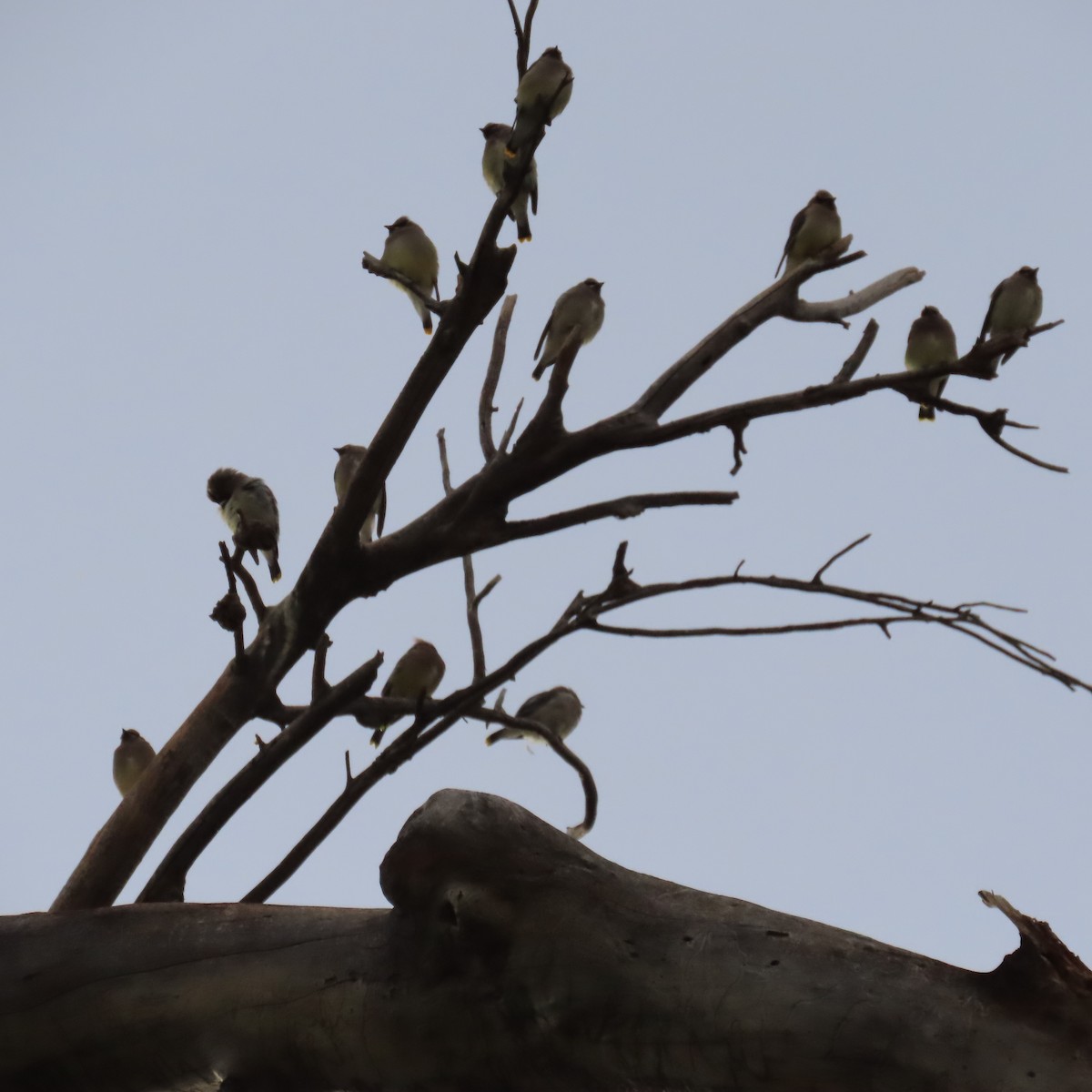 Jaseur d'Amérique - ML645672608