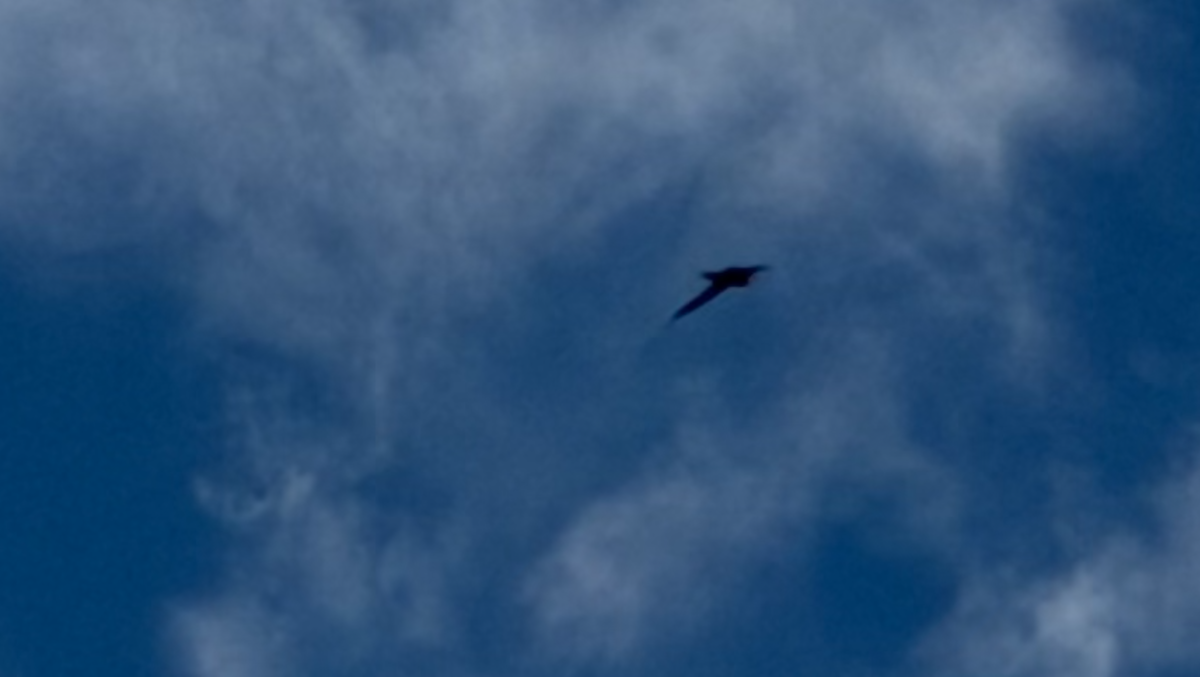 Vaux's Swift - ML645672613