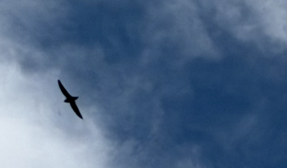 Vaux's Swift - ML645672614