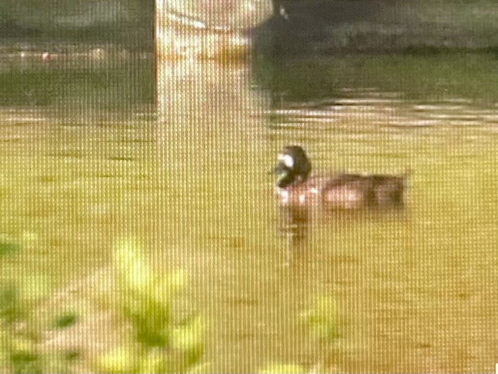 Lesser Scaup - ML645672625