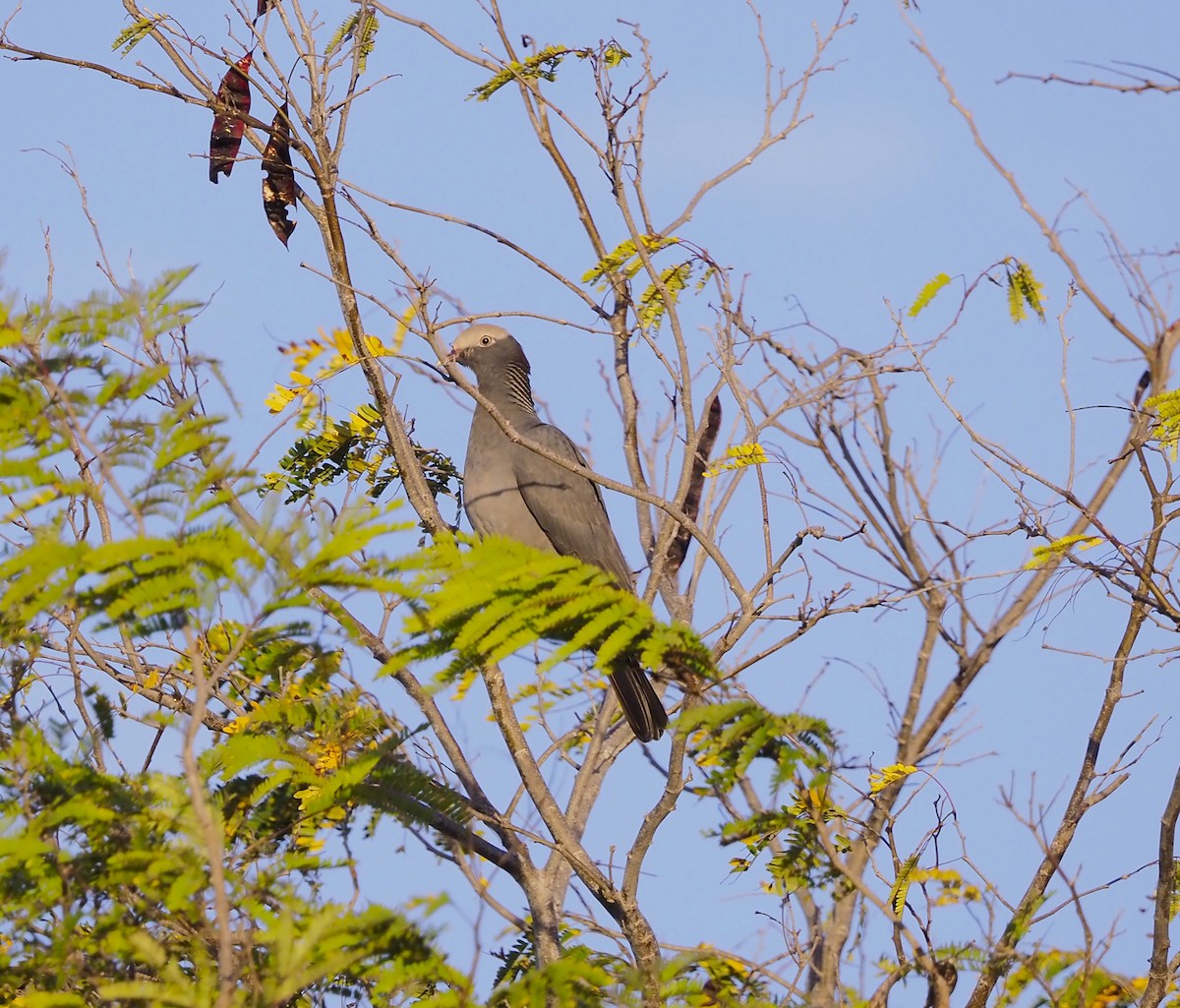 White-crowned Pigeon - ML645672627