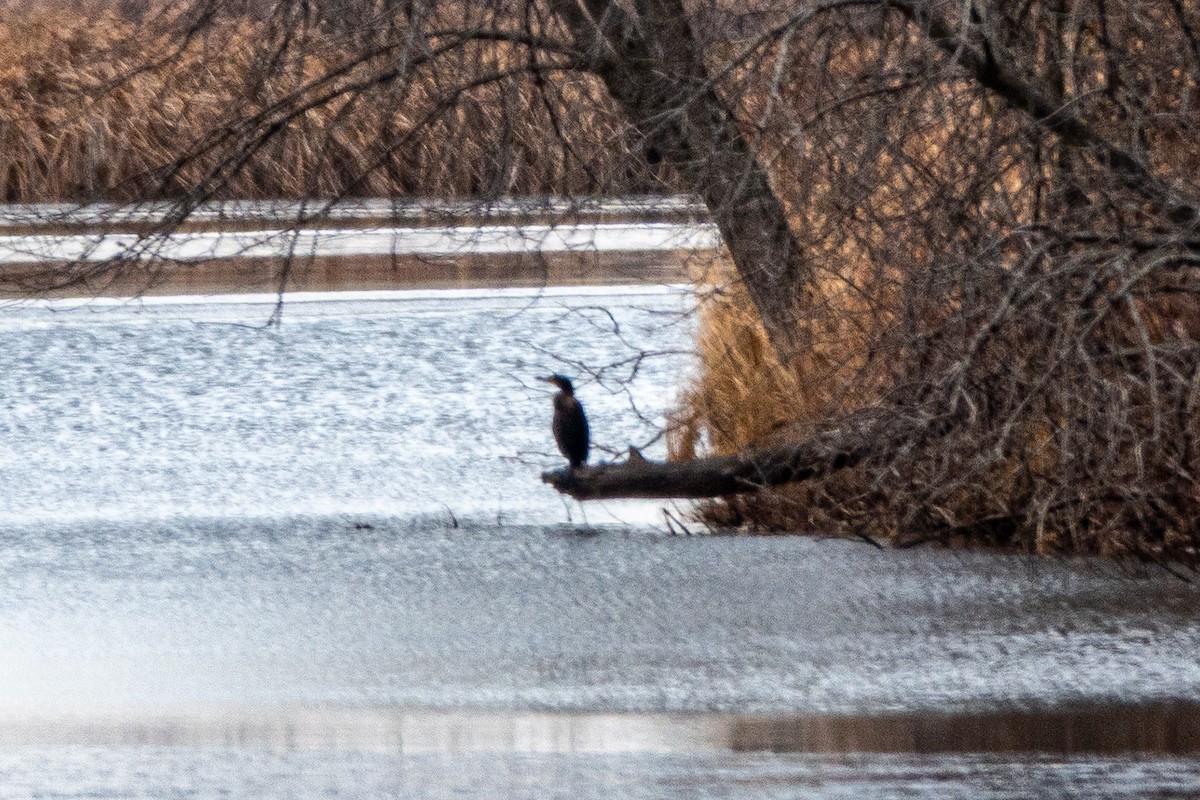 Double-crested Cormorant - ML645672631