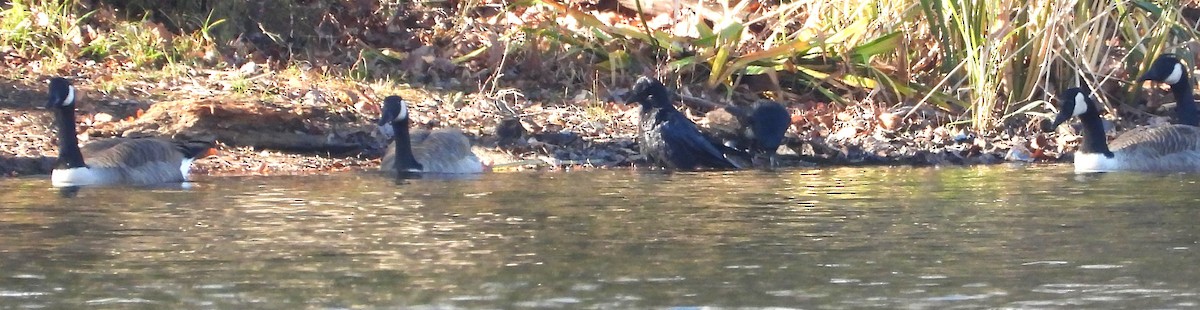 American Crow - ML645672659