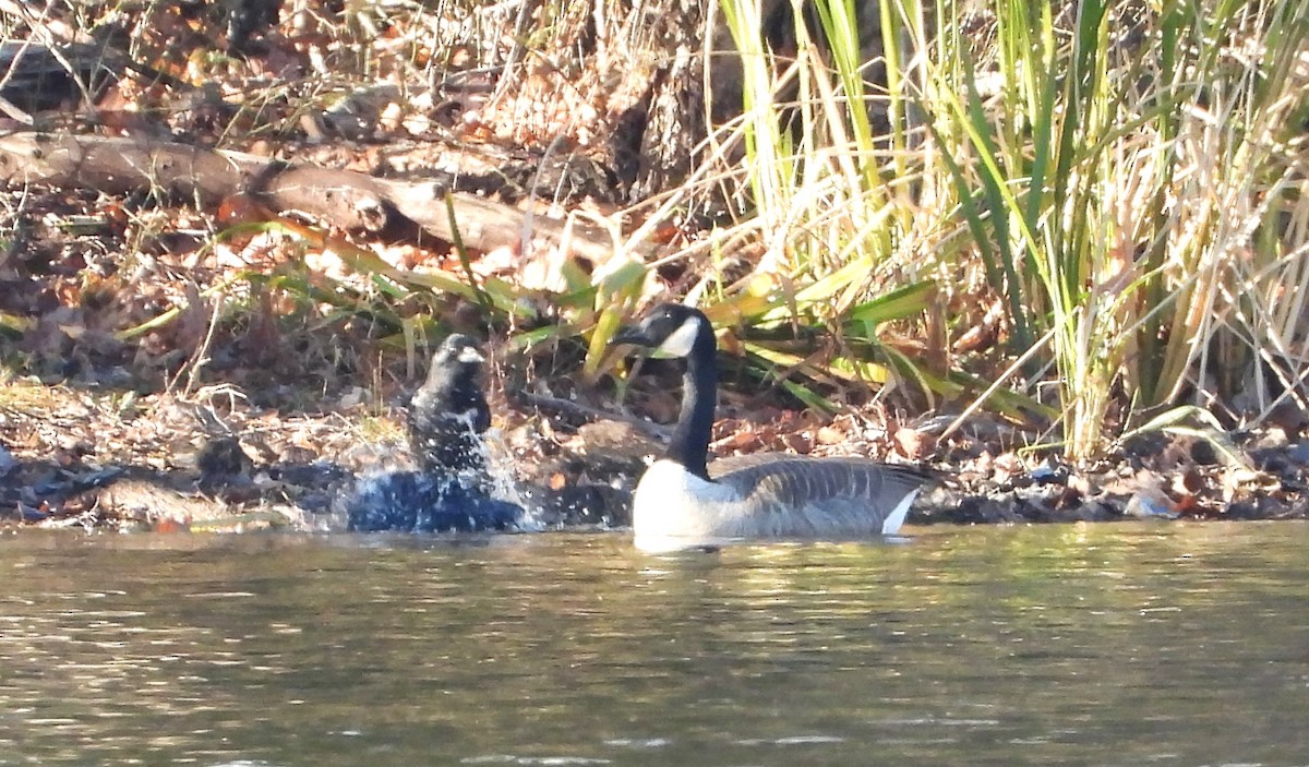 American Crow - ML645672673