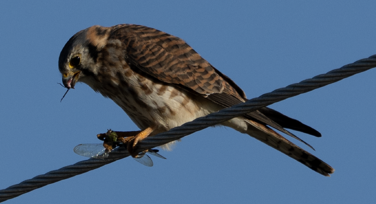American Kestrel - ML645672680