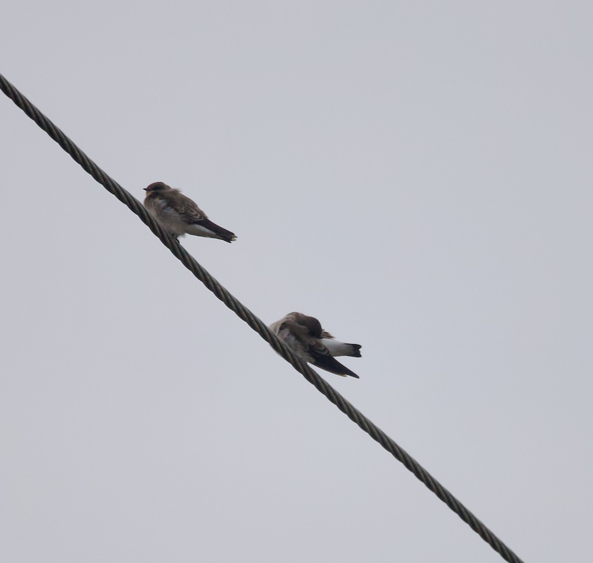 Northern Rough-winged Swallow - ML645672682
