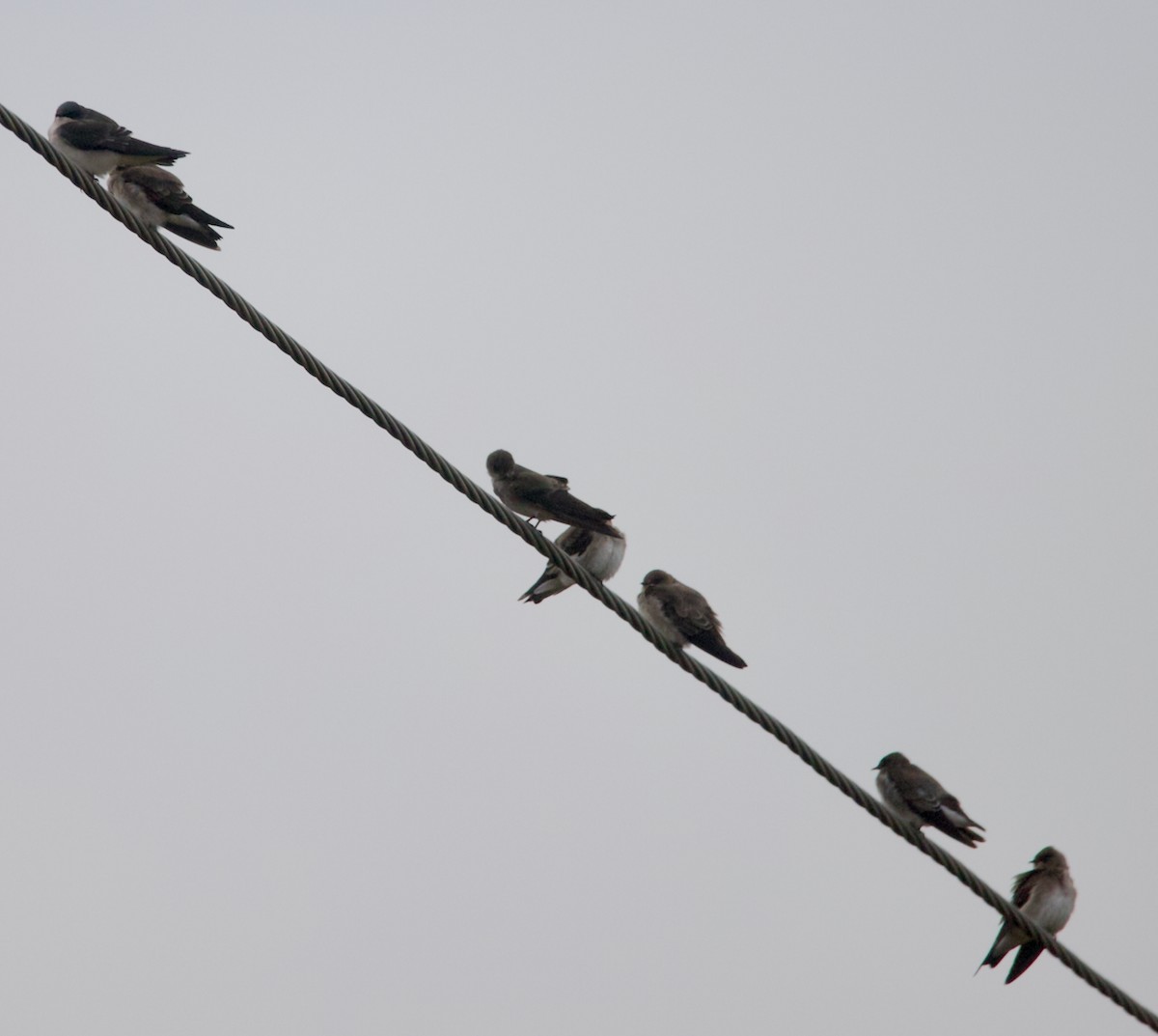 Northern Rough-winged Swallow - ML645672683