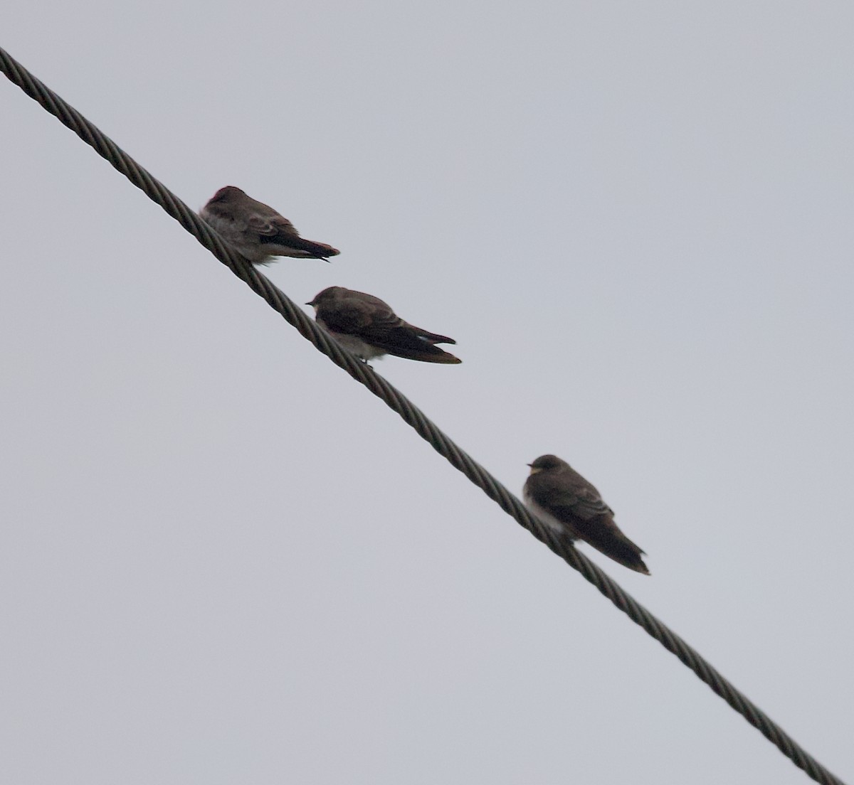 Northern Rough-winged Swallow - ML645672684