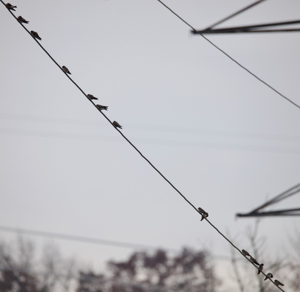 Northern Rough-winged Swallow - ML645672685