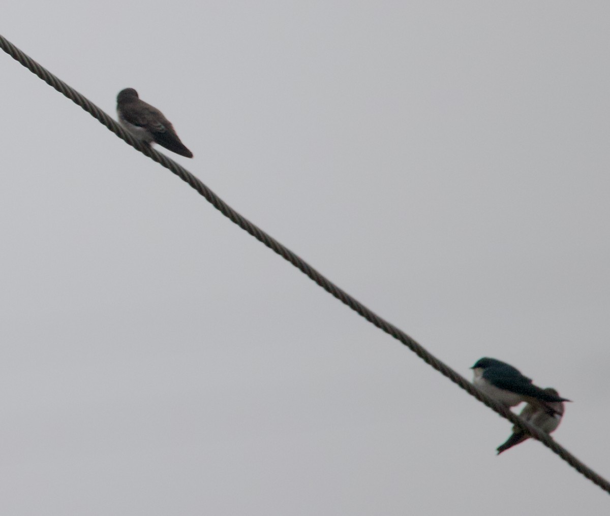 Tree Swallow - ML645672688