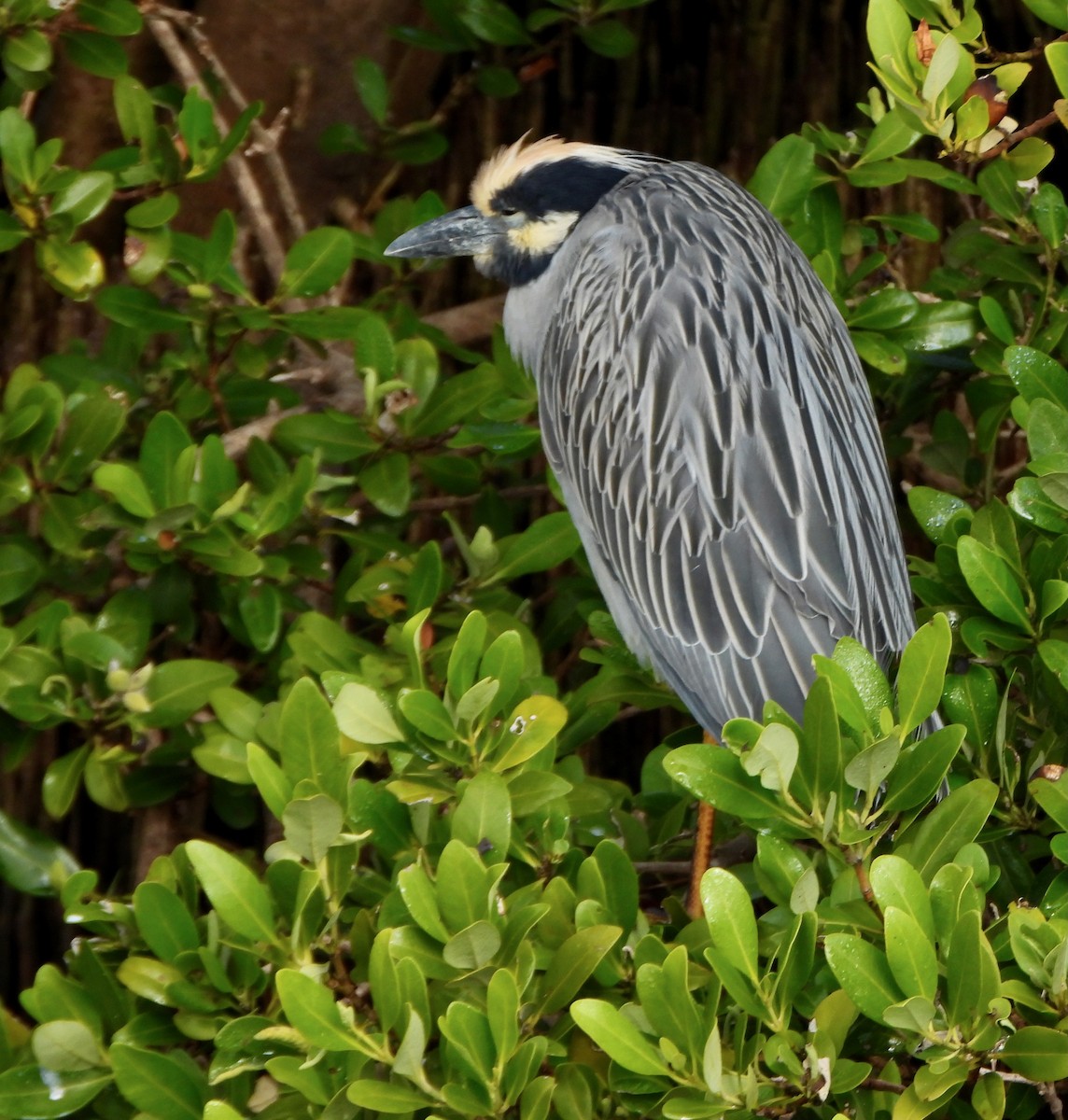 Sarı Tepeli Gece Balıkçılı - ML645672689