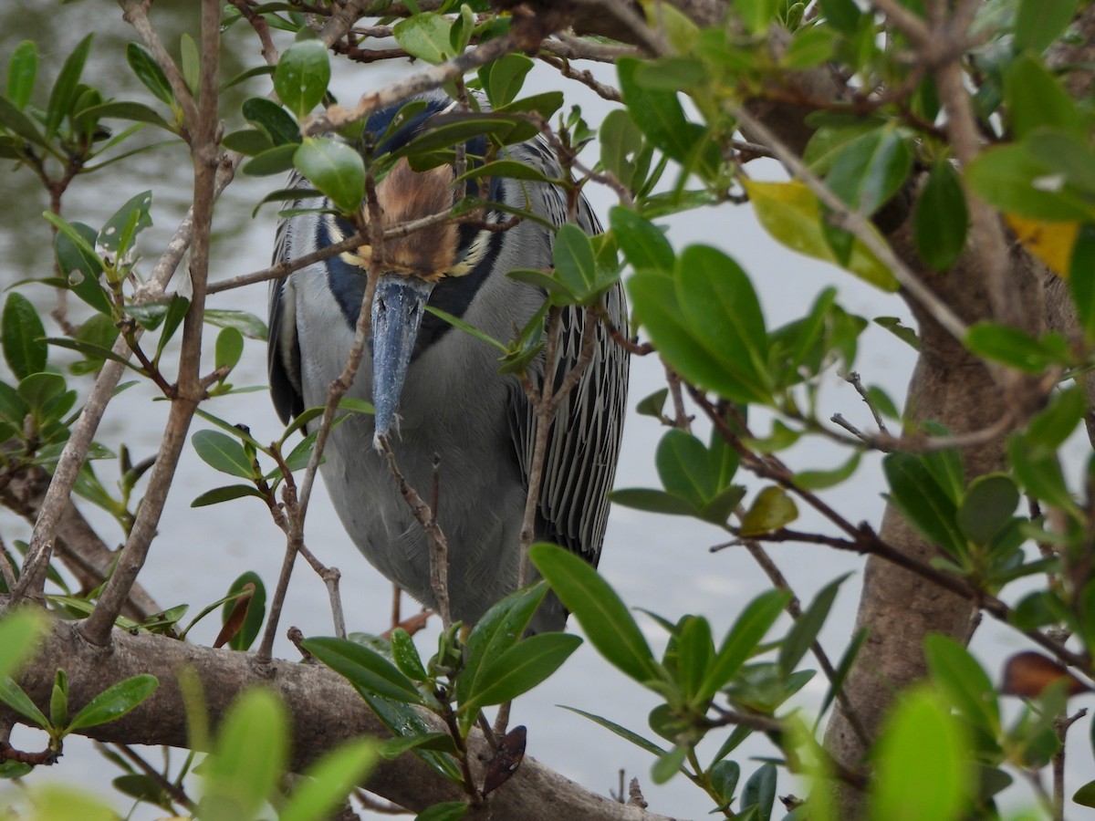 Sarı Tepeli Gece Balıkçılı - ML645672691