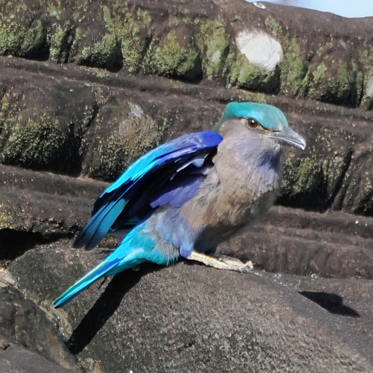 Indochinese Roller - ML645672698