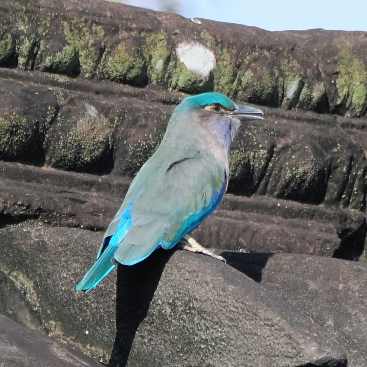 Indochinese Roller - ML645672699