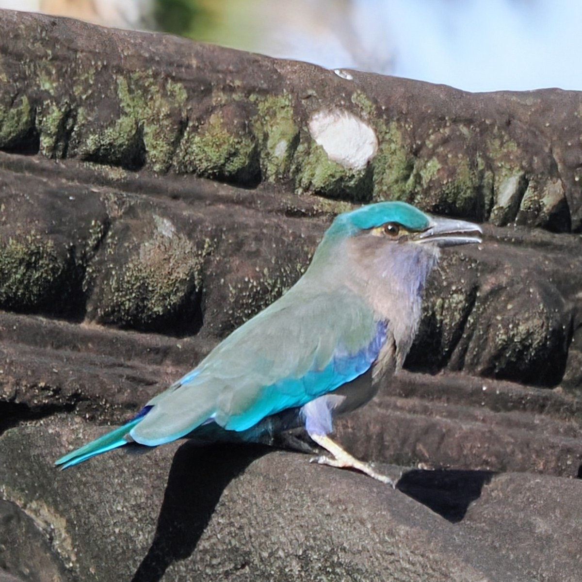 Indochinese Roller - ML645672700