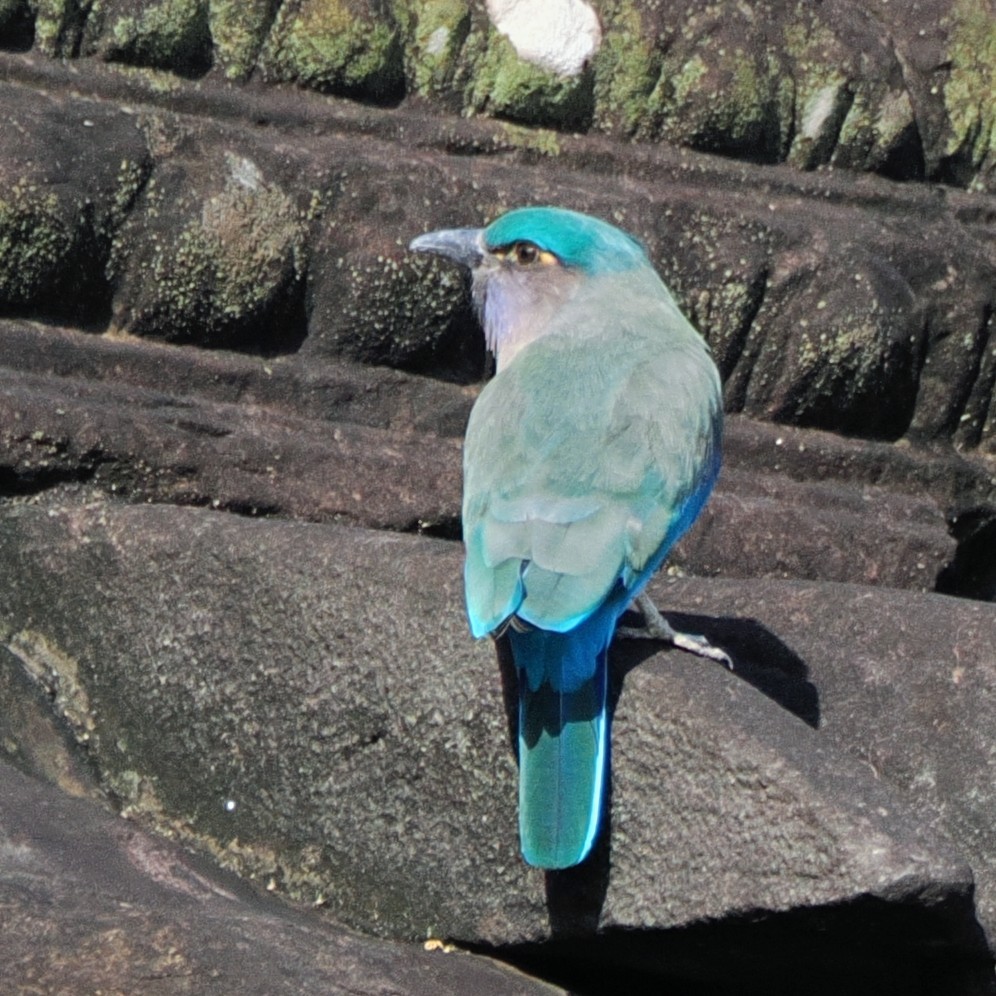 Indochinese Roller - ML645672701