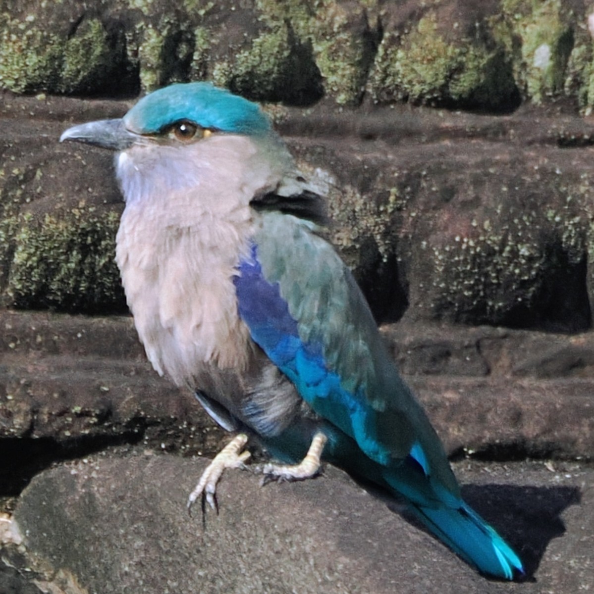 Indochinese Roller - ML645672702